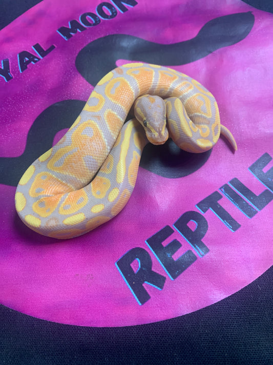 2025 Banana Pastel Double het Albino/Pied