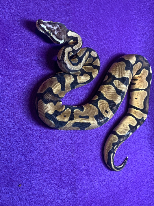 Pastel Scaleless Head