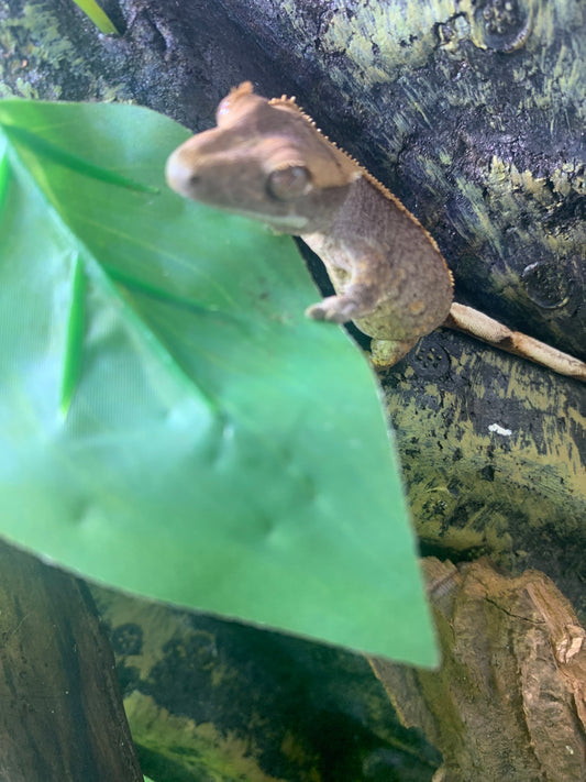 Baby Crested Gecko
