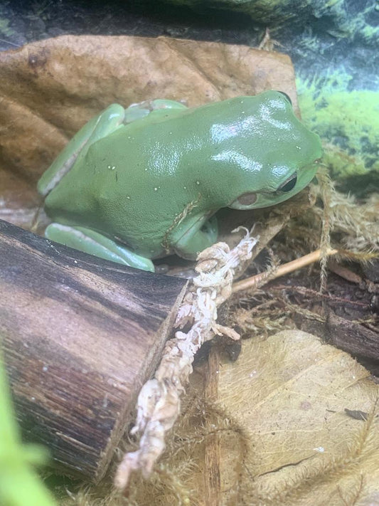 Whites Tree Frog