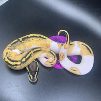 2025 Pastel Pied