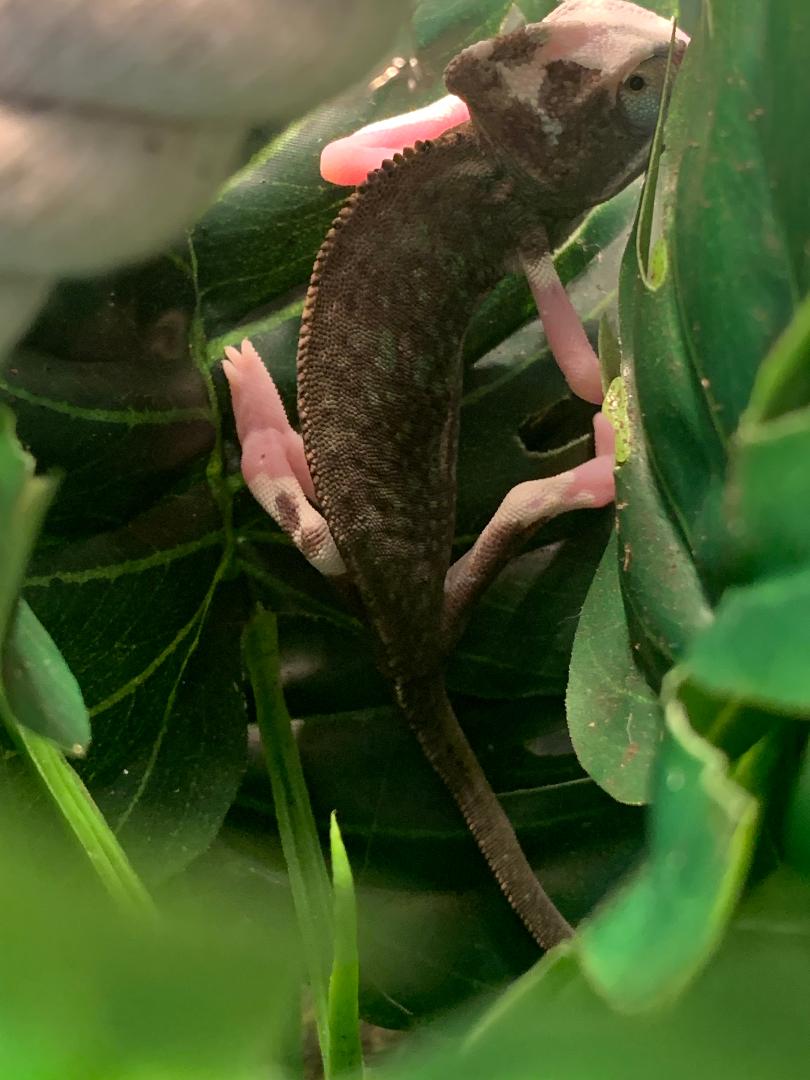 Pied Veiled Chameleon