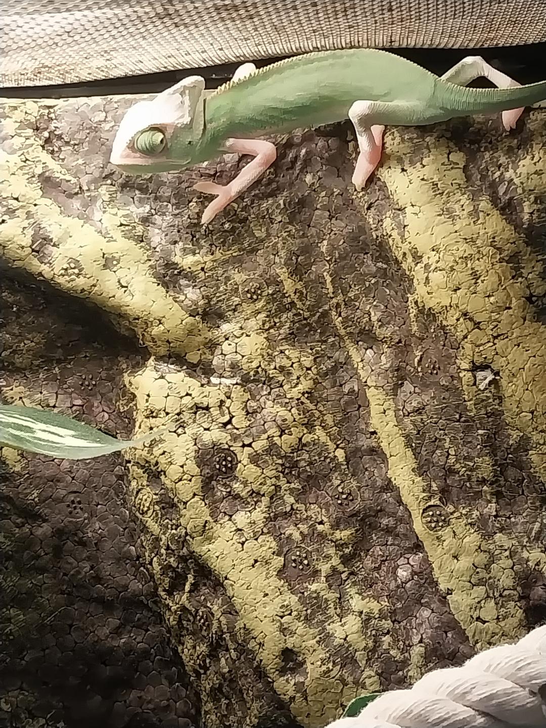 Pied Veiled Chameleon