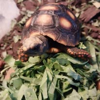 Baby Red Foot Tortoise