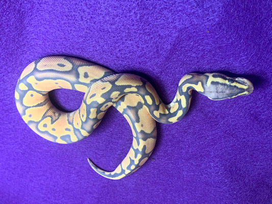 Super Pastel Enchi Ghost het G Stripe