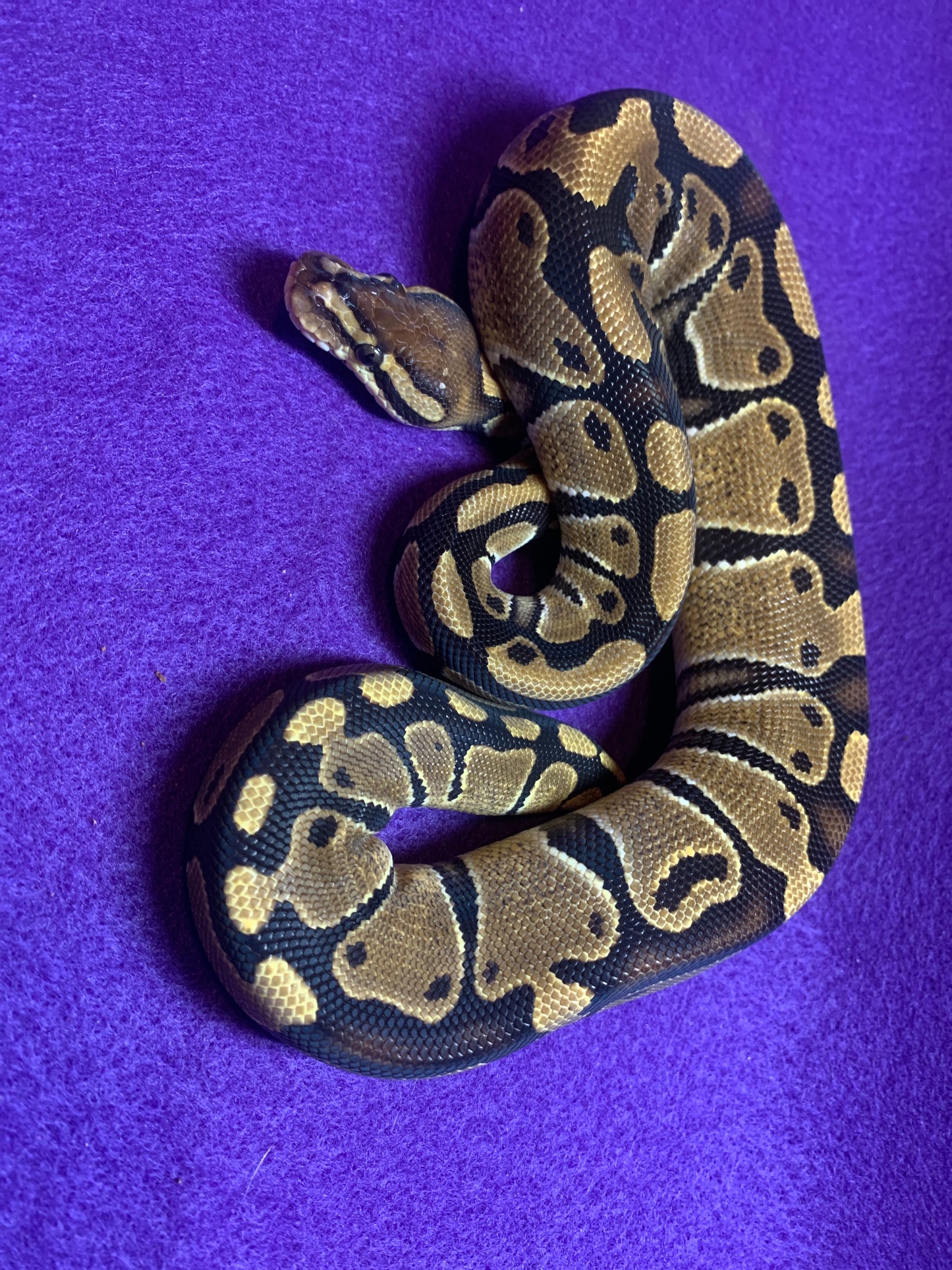 Double Het G Stripe Clown