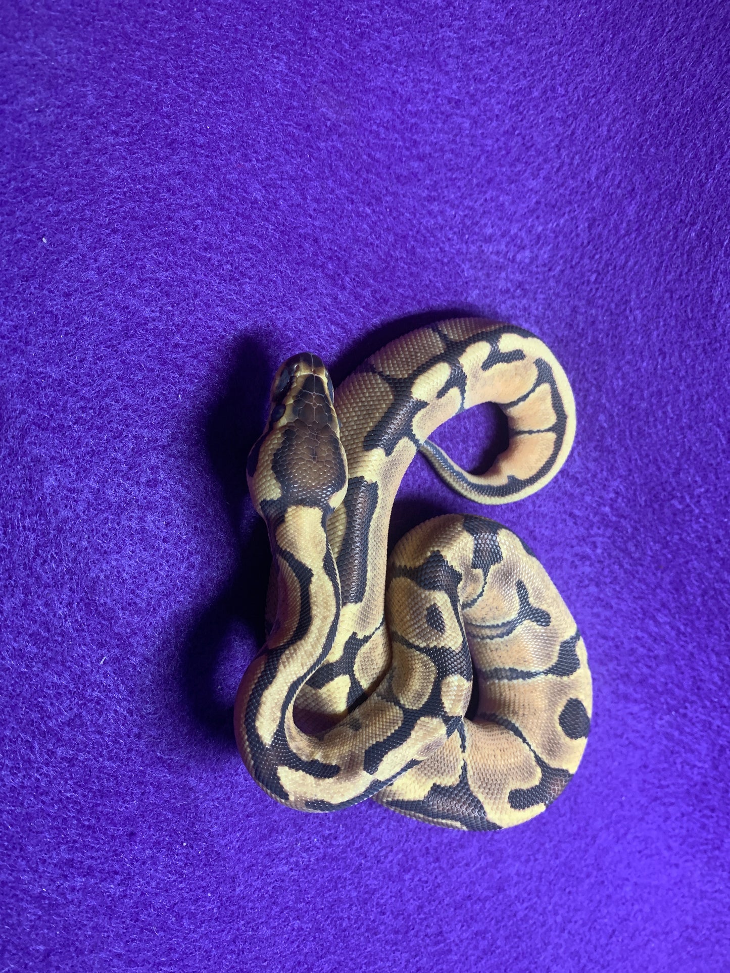 Enchi Vanilla