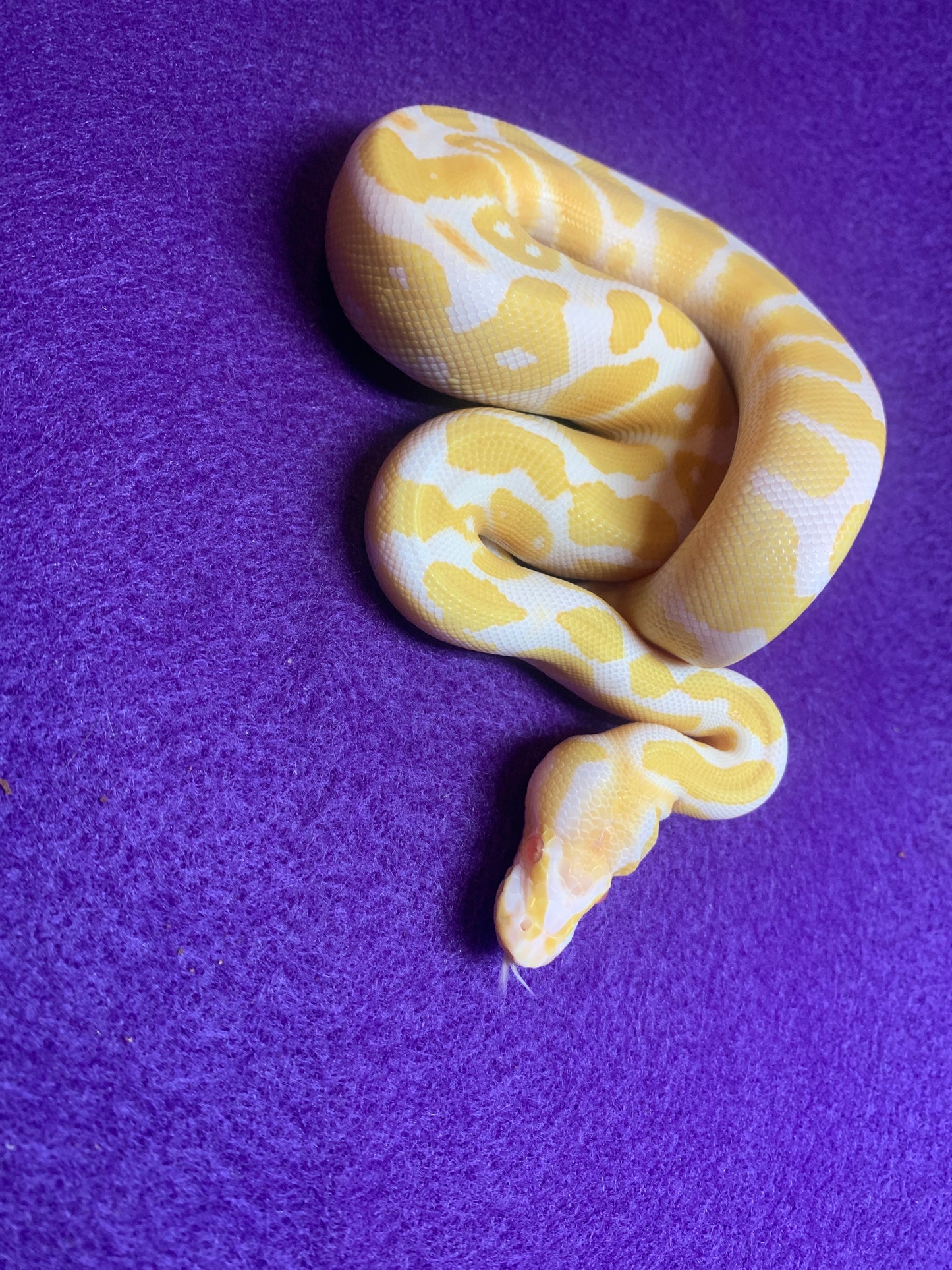 Pastel Albino