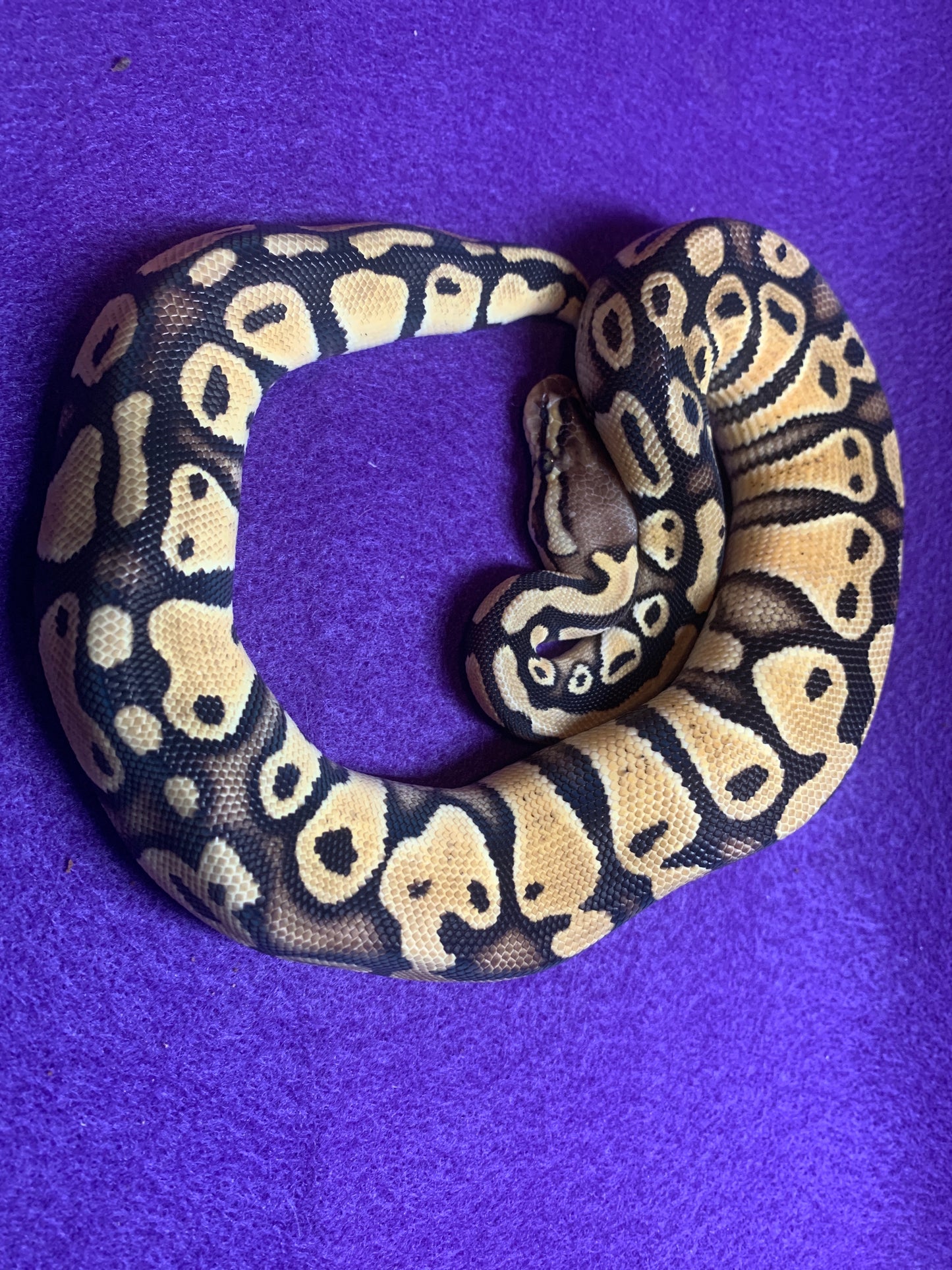 Pastel Double Het G Stripe Clown