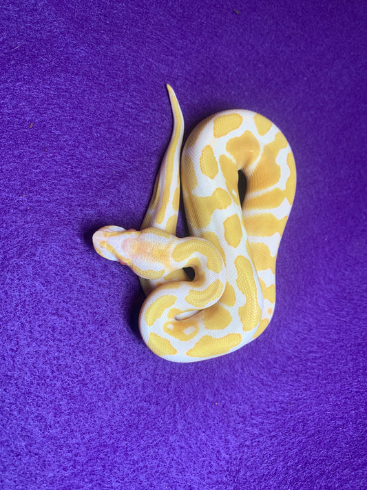 Pastel Albino